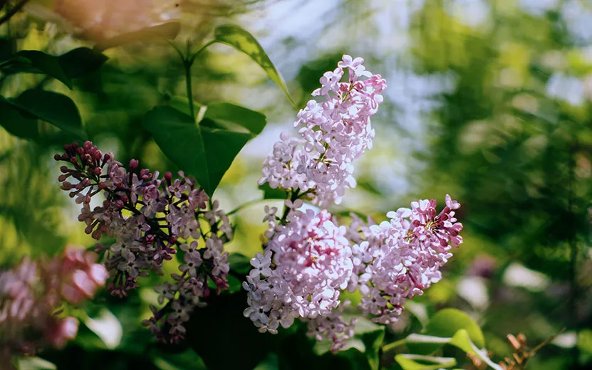 _DSC0297-(1).jpg