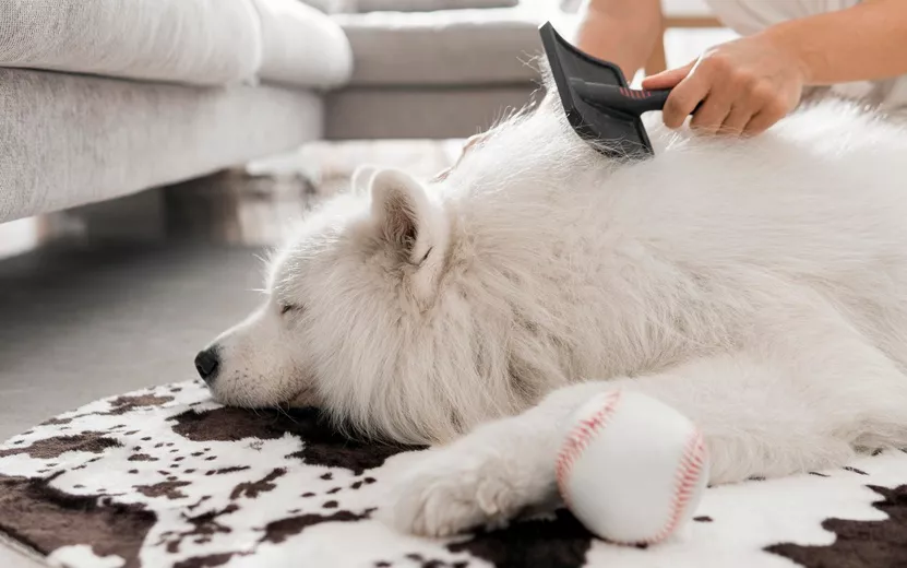 beautiful-fluffy-white-dog.jpg
