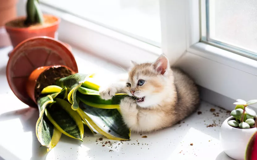 a-small-fluffy-kitten-is-mi.jpg