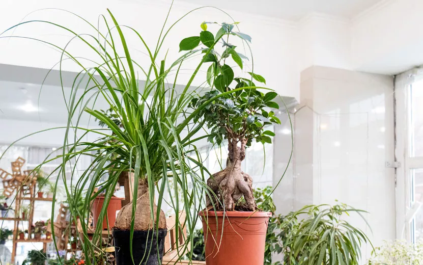 home-plants-in-pots-on-a-wo.jpg