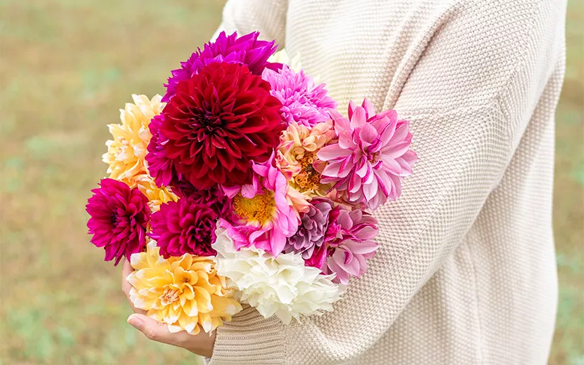 arm-full-of-dahlias-2023-11-27-05-07-34-utc.jpg