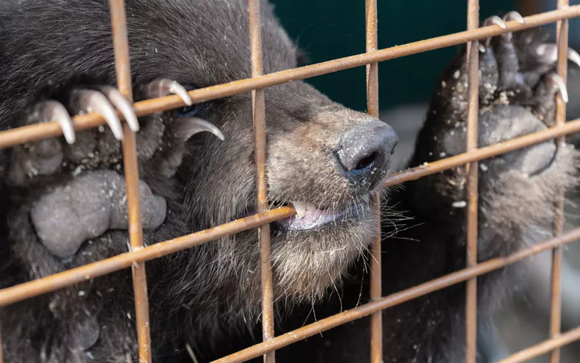 angry-kamchatka-brown-bear-.jpg