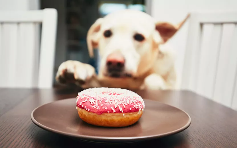 mischievous-dog-in-home-kit.jpg