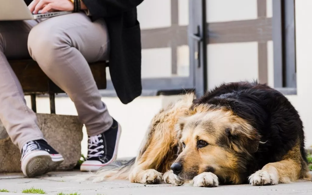 dog.jpg
