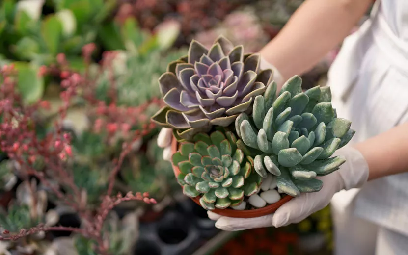 woman-hands-holding-a-pot-w.jpg