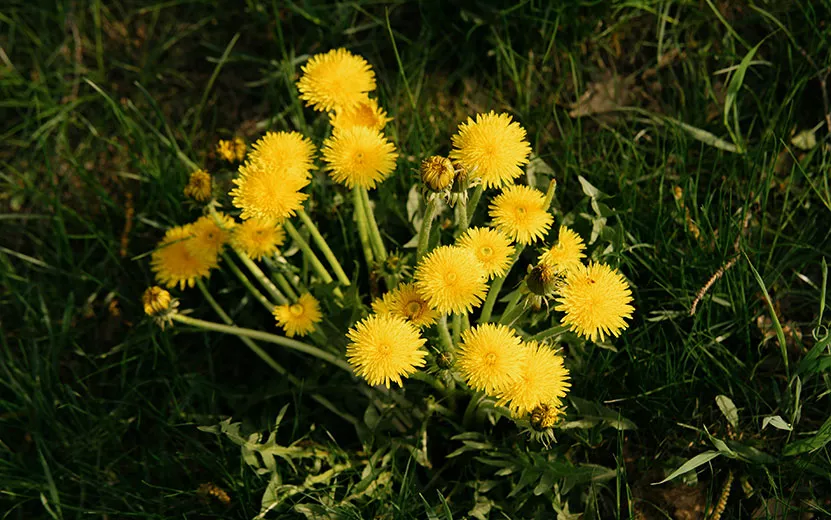 _DSC6066-(1).jpg