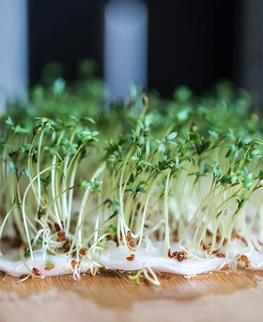 Выращивание салата на подоконнике зимой: пошаговая инструкция, советы по выращиванию в квартире