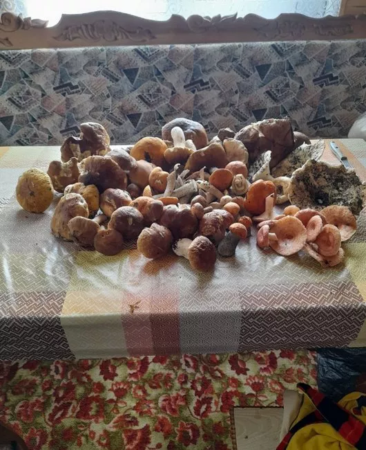 грибы подборка Оксана Риффель.jpg