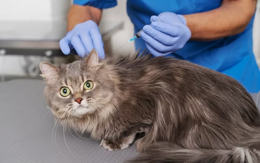 close-up-veterinary-doctor-taking-care-pet_23-2149267873 (1).jpg