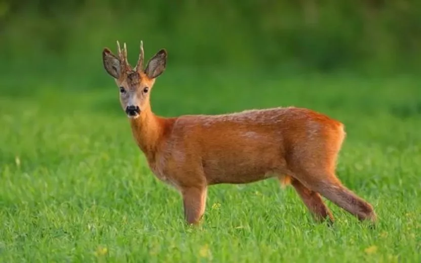 Самцы оленей с апреля по ноябрь имеют небольшие рога. Фото: ecoportal.info Самцы оленей с апреля по ноябрь имеют небольшие рога. Фото: ecoportal.info