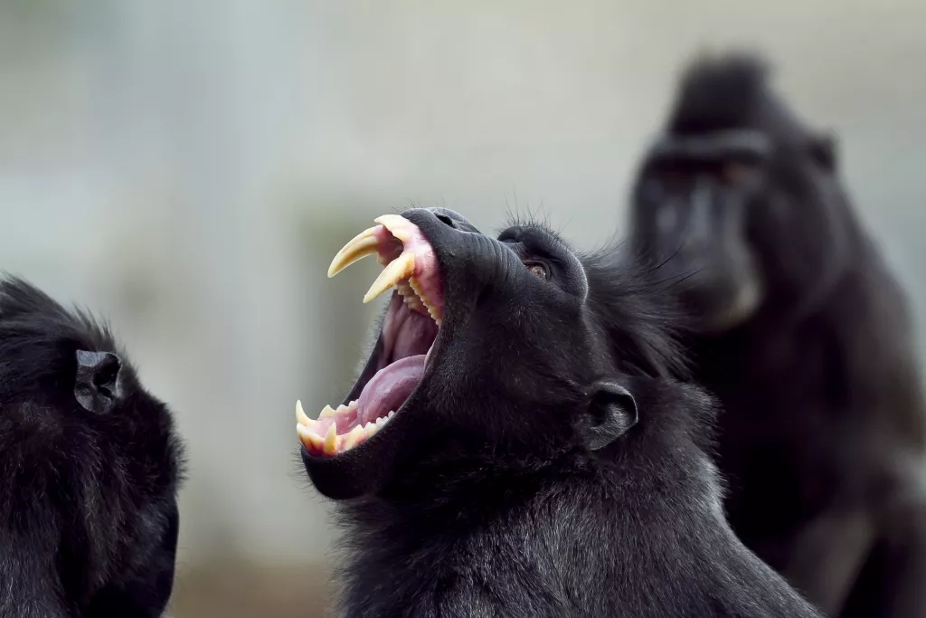 closeup-shot-of-a-baboon-screaming-with-its-mouth-2023-11-27-04-59-36-utc.jpg