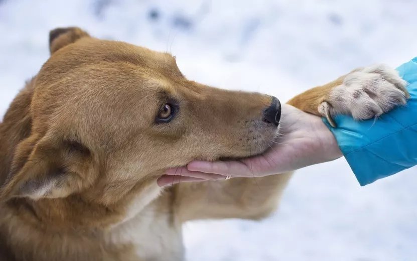 closeup-shot-brown-dog-underneath-snowy-weather-holding-woman-s-hand_181624-24571 (1).jpg