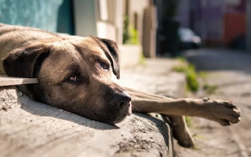 turkish-local-stray-dog-with-sad-eyes-looking-camera-street.jpg