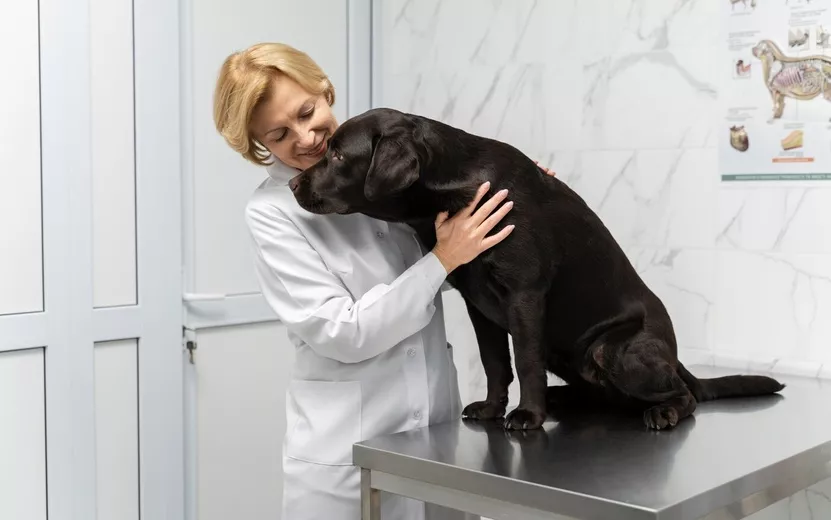 medium-shot-doctor-petting-dog_23-2149271772 (1).jpg