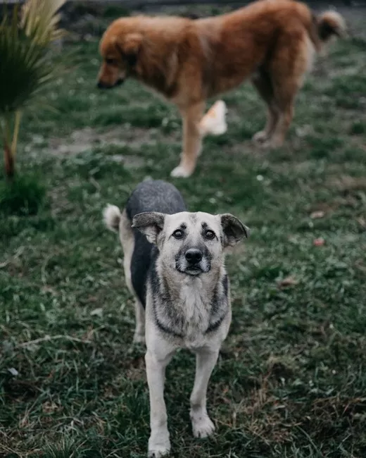 homeless-dogs-walking-park_114579-11799.jpg
