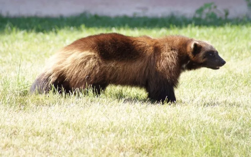 Росомахи – активные хищники и падальщики. Фото: udm-zoo.ru Росомахи – активные хищники и падальщики. Фото: udm-zoo.ru