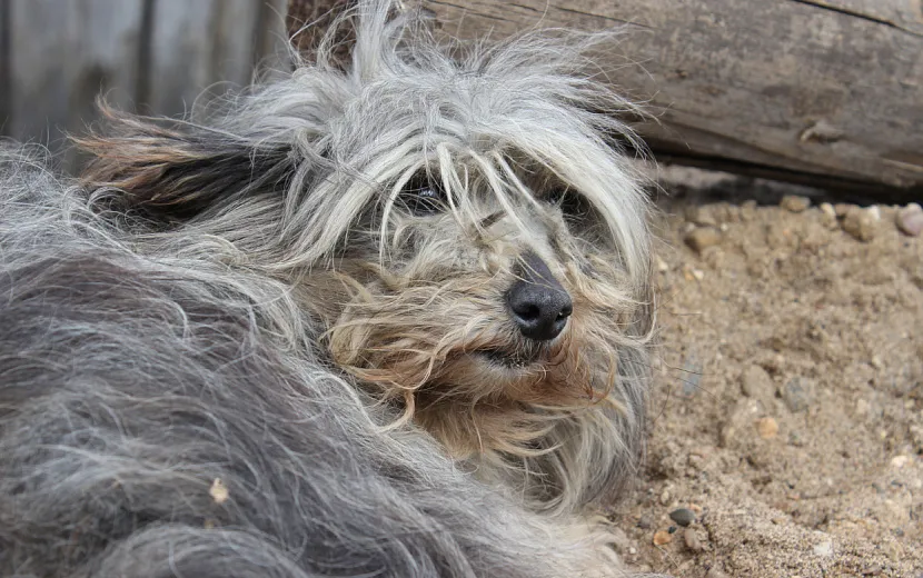 Неагрессивных животных после стерилизации и вакцинации отпускают в привычную среду обитания. Фото: Сергей Грачев