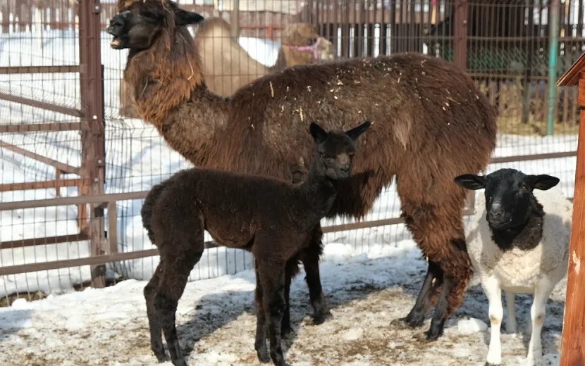 Фото: пресс-служба Государственного зоопарка Удмуртии