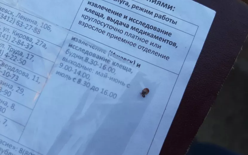 Крошечный, но опасный клещ из огорода – в ловушке! Фото: Алина Ямгутдинова