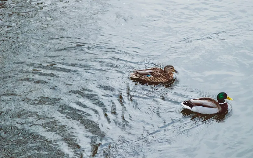 Фото: Данил Иванов