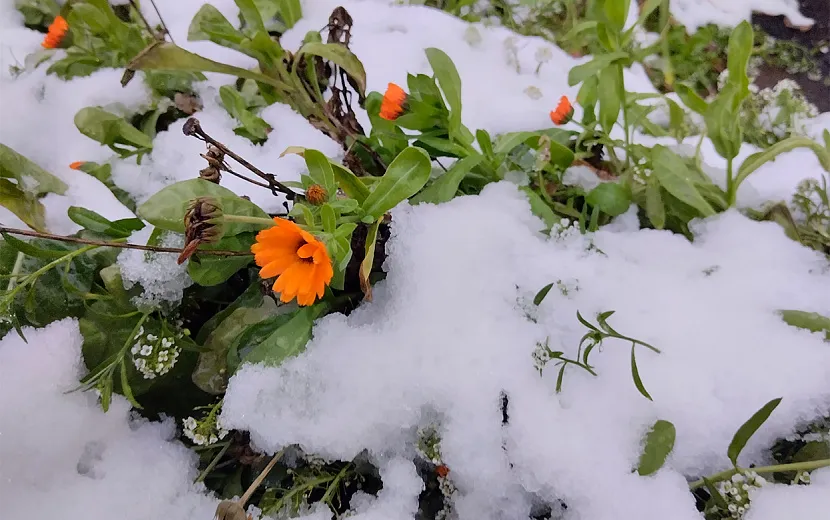 Первый снег в ноябре. Фото: Е. Ардашева