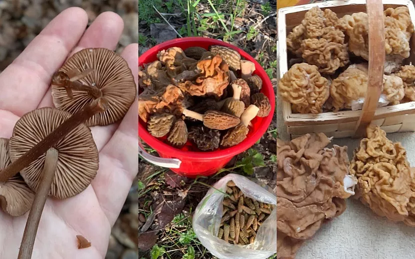 Первый урожай грибов в Удмуртии. Фото: Ирина Шамеева, Ольга Смирнова, Любовь Иванютенко