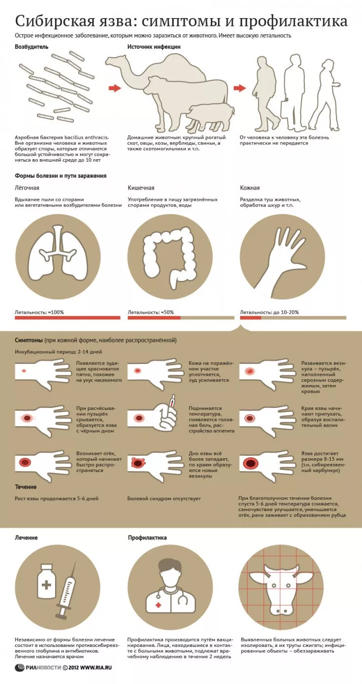 Жители Удмуртии не застрахованы от заболевания сибирской язвой » Новости  Ижевска и Удмуртии, новости России и мира – на сайте Ижлайф все актуальные  новости за сегодня