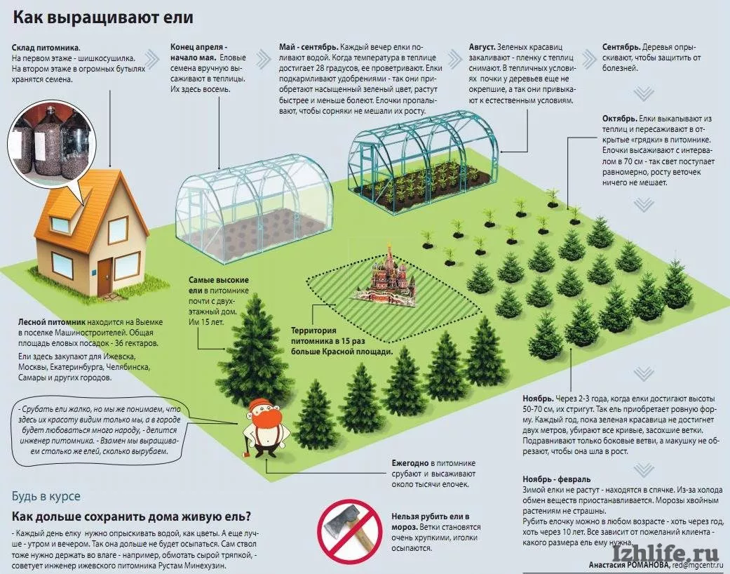 Кто и как в Ижевске выращивает ели к Новому году » Новости Ижевска и  Удмуртии, новости России и мира – на сайте Ижлайф все актуальные новости за  сегодня