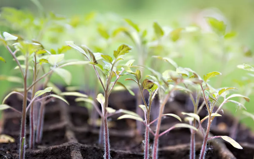 seedlings-of-tomatoes-2023-.jpg