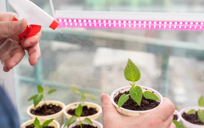 sweet-bell-pepper-seedling555-care-close-up-foliar-f-2023-11-27-05-35-20-utc.jpg
