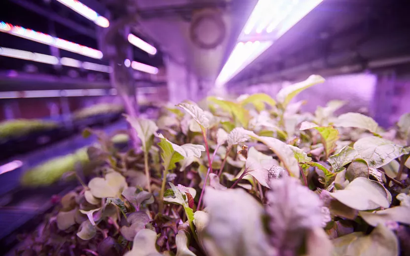 young-seedlings-in-greenhou.jpg
