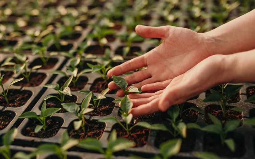 crop-hands-tending-seedling.jpg