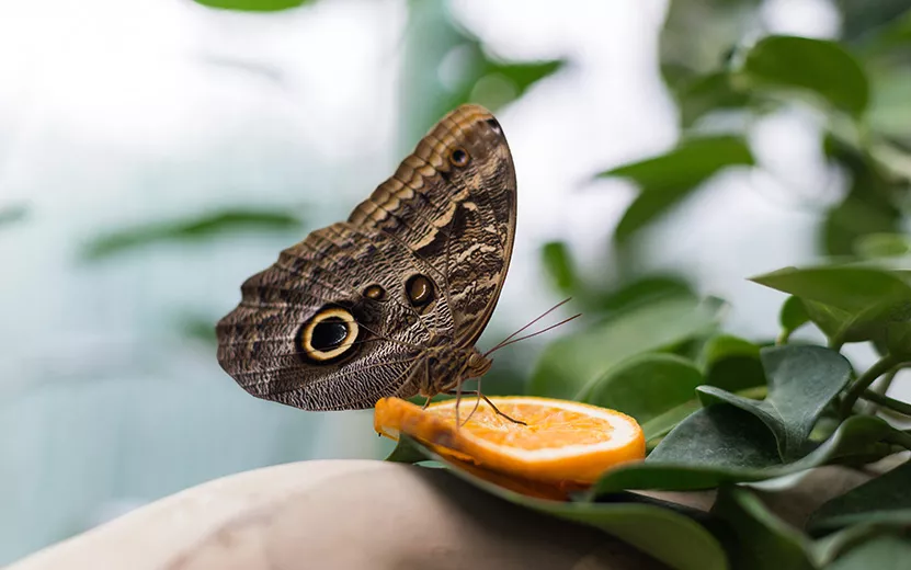 butterfly-on-orange-fruit-the-big-butterfly-drink-2022-11-15-05-41-10-utc.jpg