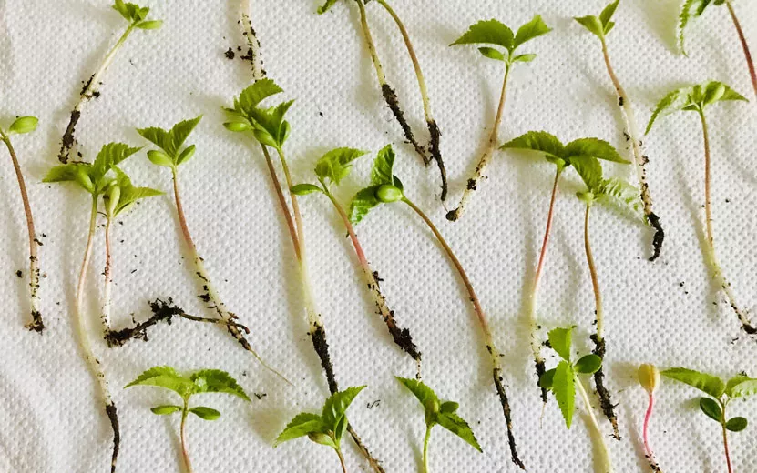 cherry-seedlings-2023-11-27.jpg