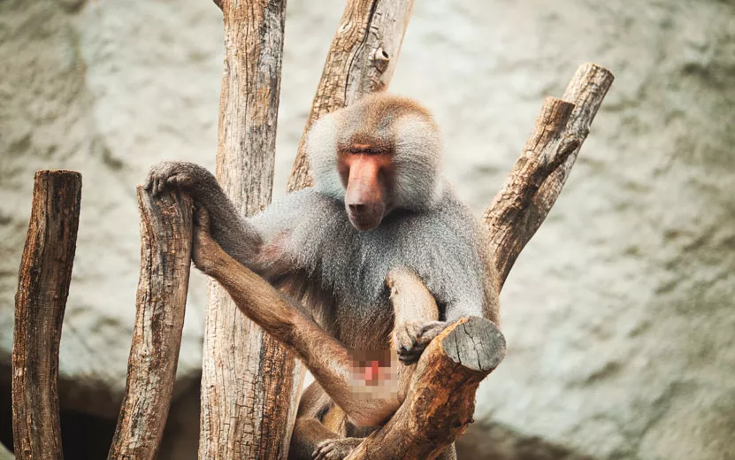 baboon-portrait-2023-11-27-.jpg
