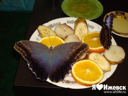 В Ижевск прилетели живые тропические бабочки