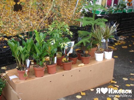 В Ижевске на садоводческой ярмарке продают экзотические растения