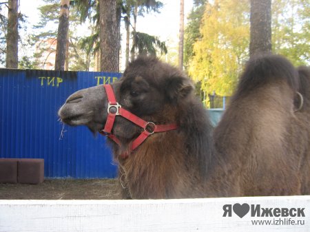 Козий парк в Ижевске стал верблюжьим
