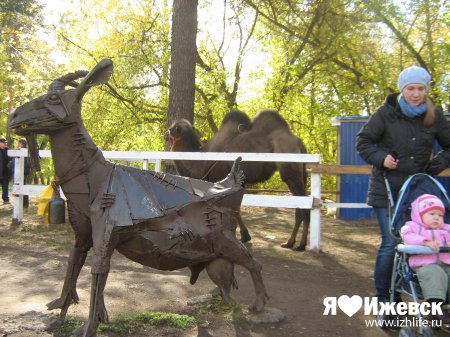 Козий парк в Ижевске стал верблюжьим