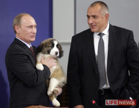 У Путина прибавление: ему подарили щенка болгарской породы