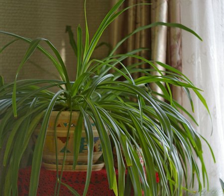 10 опасных растений для дома