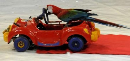 Звездой циркового фестиваля в Праге стал попугай на роликах