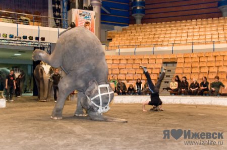 В Ижевском цирке раскроют тайну слонов-великанов