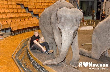 В Ижевском цирке раскроют тайну слонов-великанов