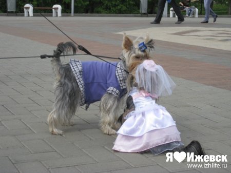 На костюмированном параде собак отличился "пограничник" Тарзан