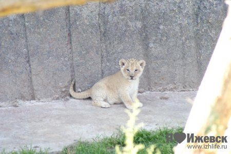 В Ижевском зоопарке родились львята