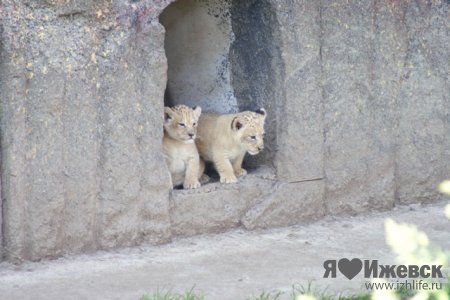 В Ижевском зоопарке родились львята