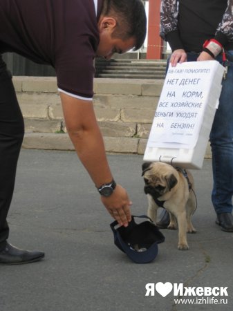 В акции протеста против высоких цен на бензин в Ижевске участвовали…собаки