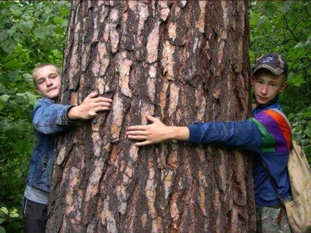 Деревья из Удмуртии войдут в фонд всемирного наследия