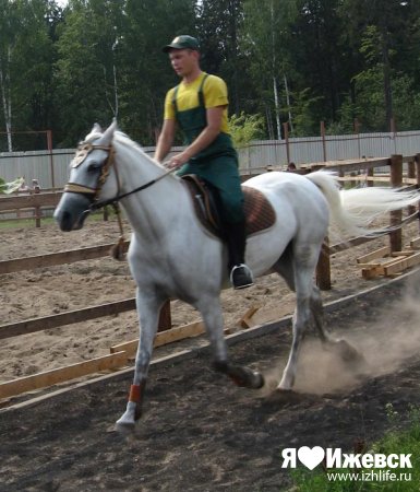 В Ижевске прошел лошадиный конкурс красоты